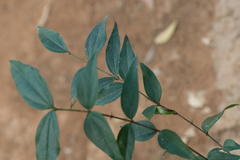 Strychnos colubrina
